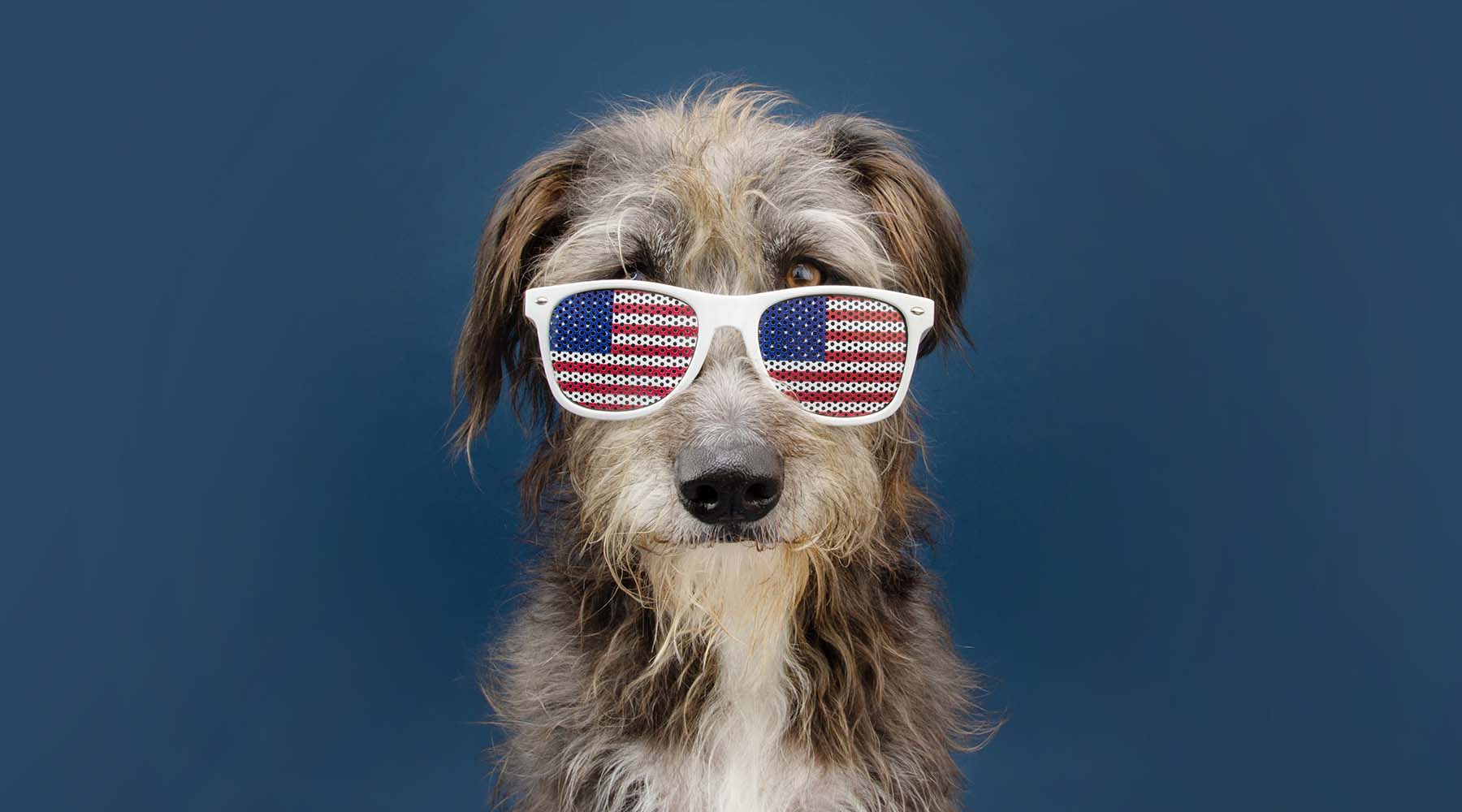 Fourth of July Pet Safety Tips – HomeoPet