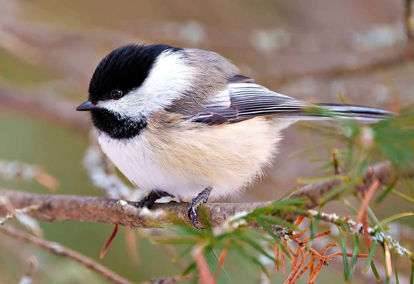Fall Bird Care: Helping Chickens, Pet Birds, and Wild Friends Transition into Autumn