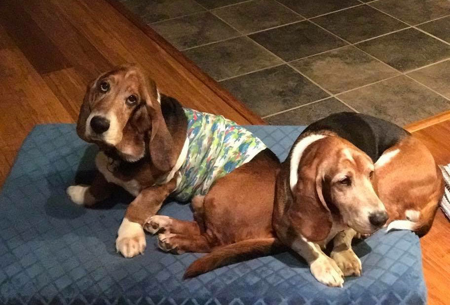 Basset Hound Club of America