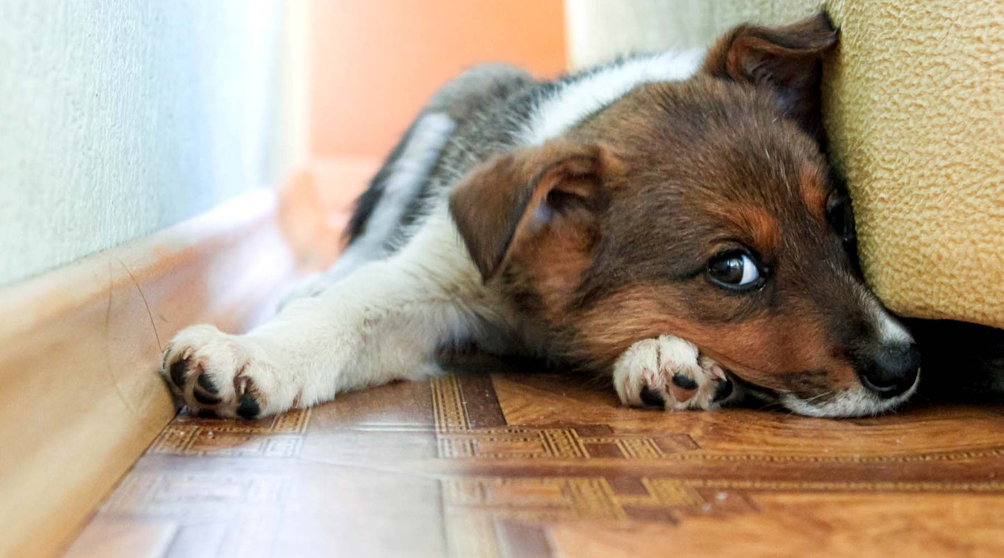 Solutions for Anxiety and Stress in our Pets