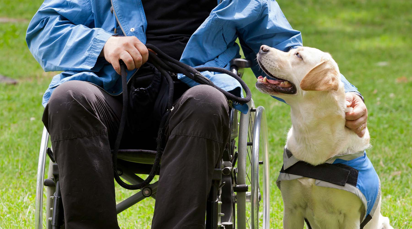 International Assistance Dog Week