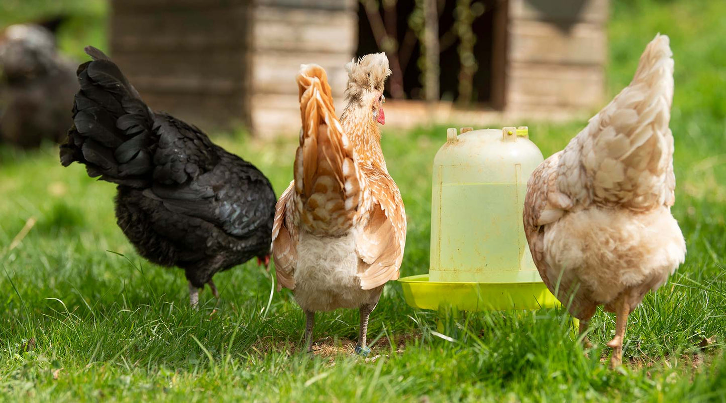 Your Questions Answered: Dosing WRM Clear for Flocks with a Shared Water Source
