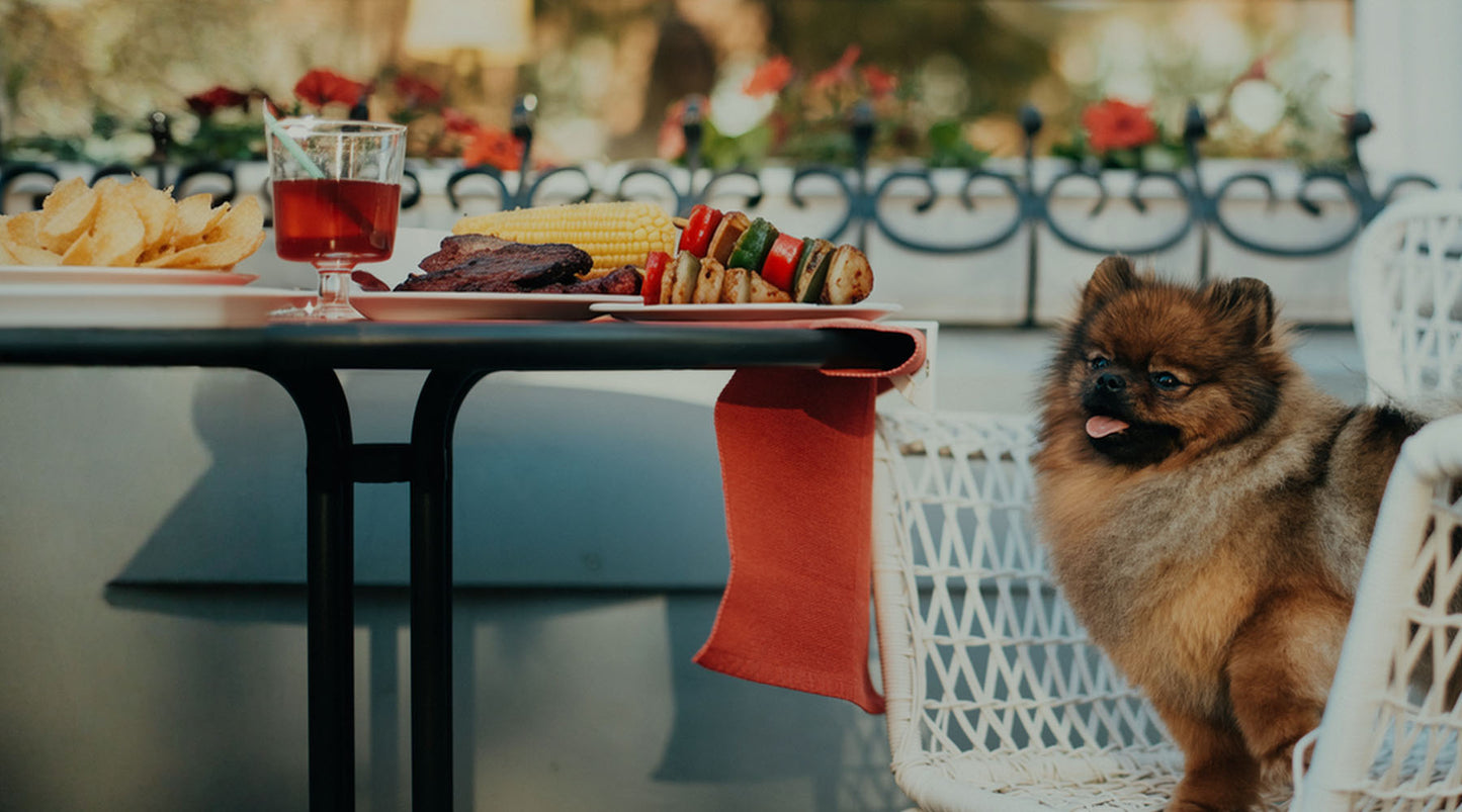 BBQ Foods to Avoid for Your Pets - No Matter How Hard They Beg