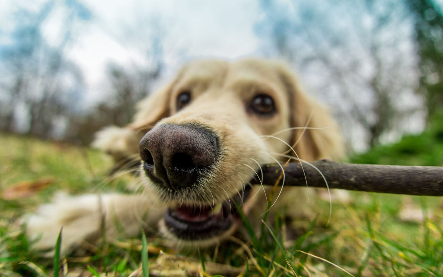 Unveiling the Challenges: Exploring the Hidden Downsides of Dog Ownership