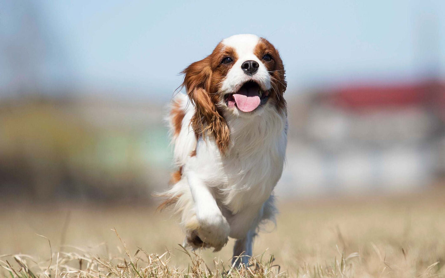 Fit Fidos: Understanding Your Dog’s Exercise Needs