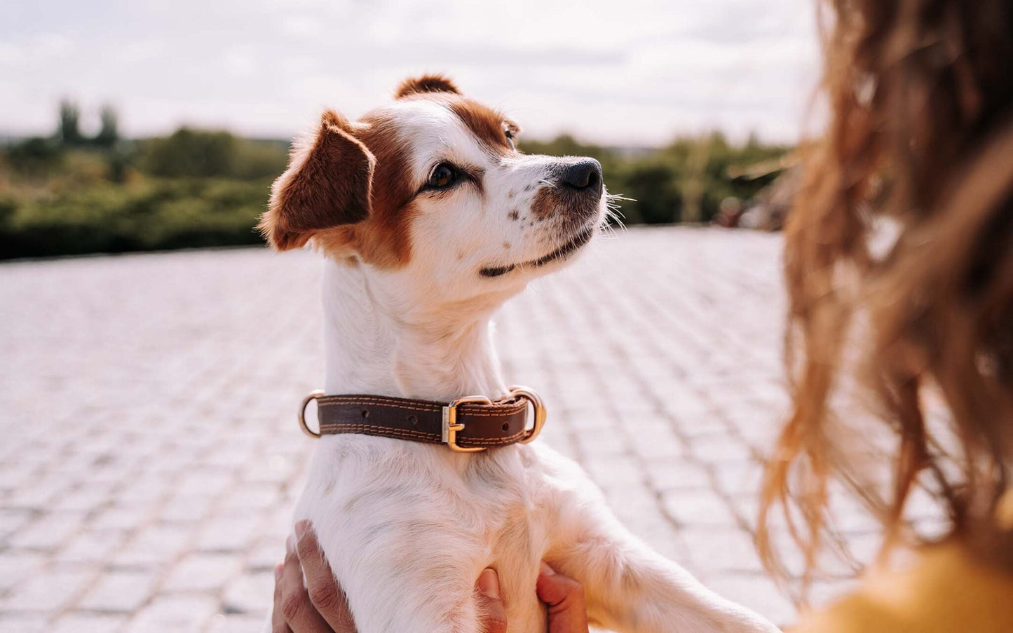 Unleashing Joy: The Many Upsides of Canine Companionship