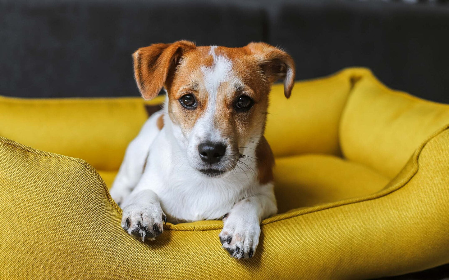 Indoor vs. Outdoor Living: Choosing the Best Environment for Your Dog