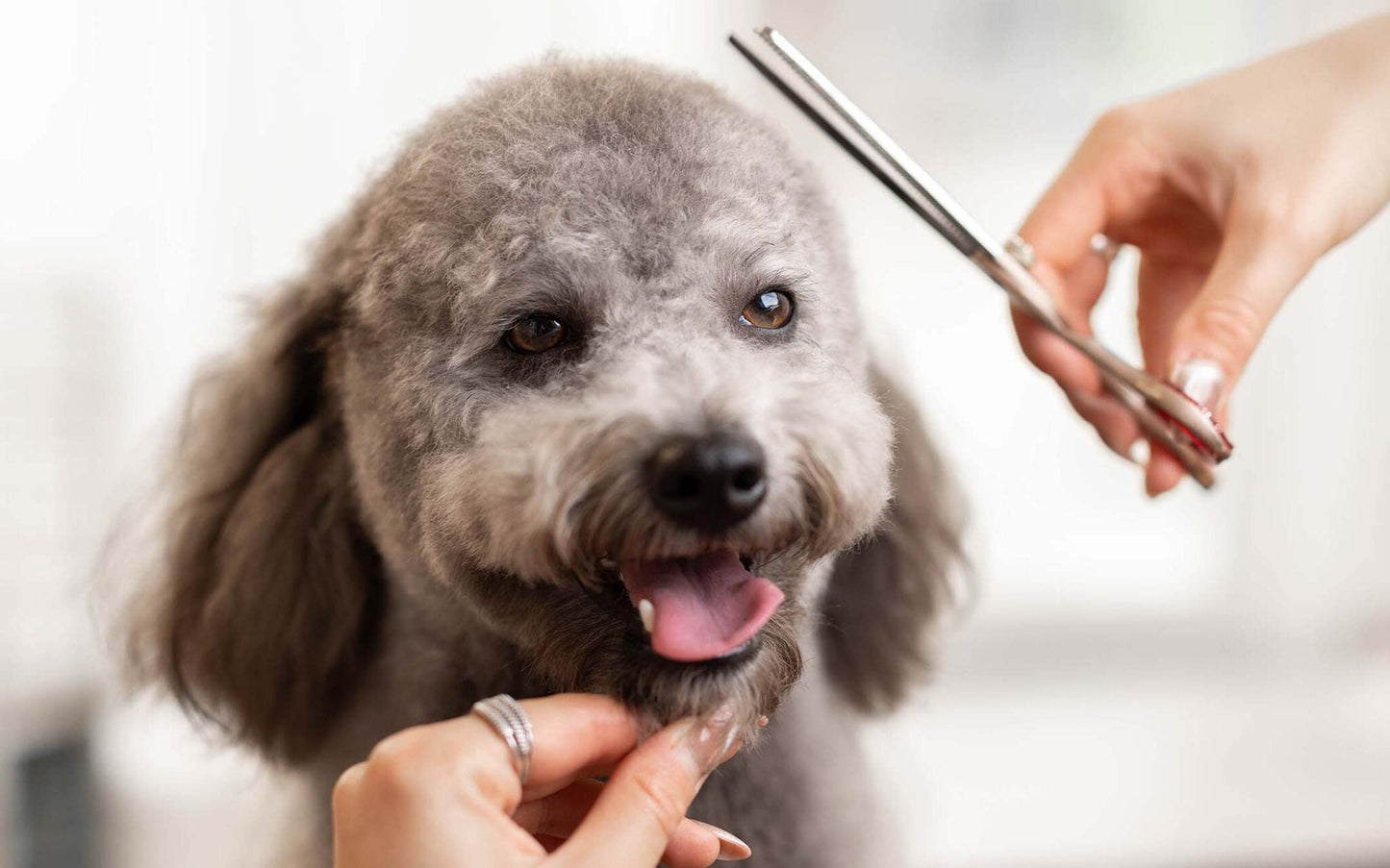 Why Grooming Matters: The Essential Care of Canines
