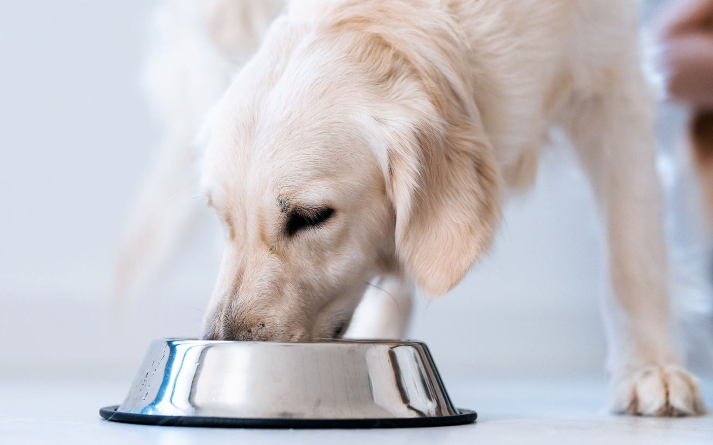 Dog Care 101: Feeding: A Foundation for Health and Well-being