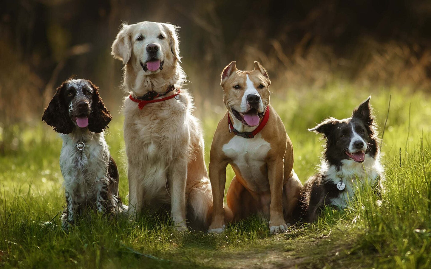 Canine Companions or Cautionary Tales? Understanding the Risks of Different Dog Breeds