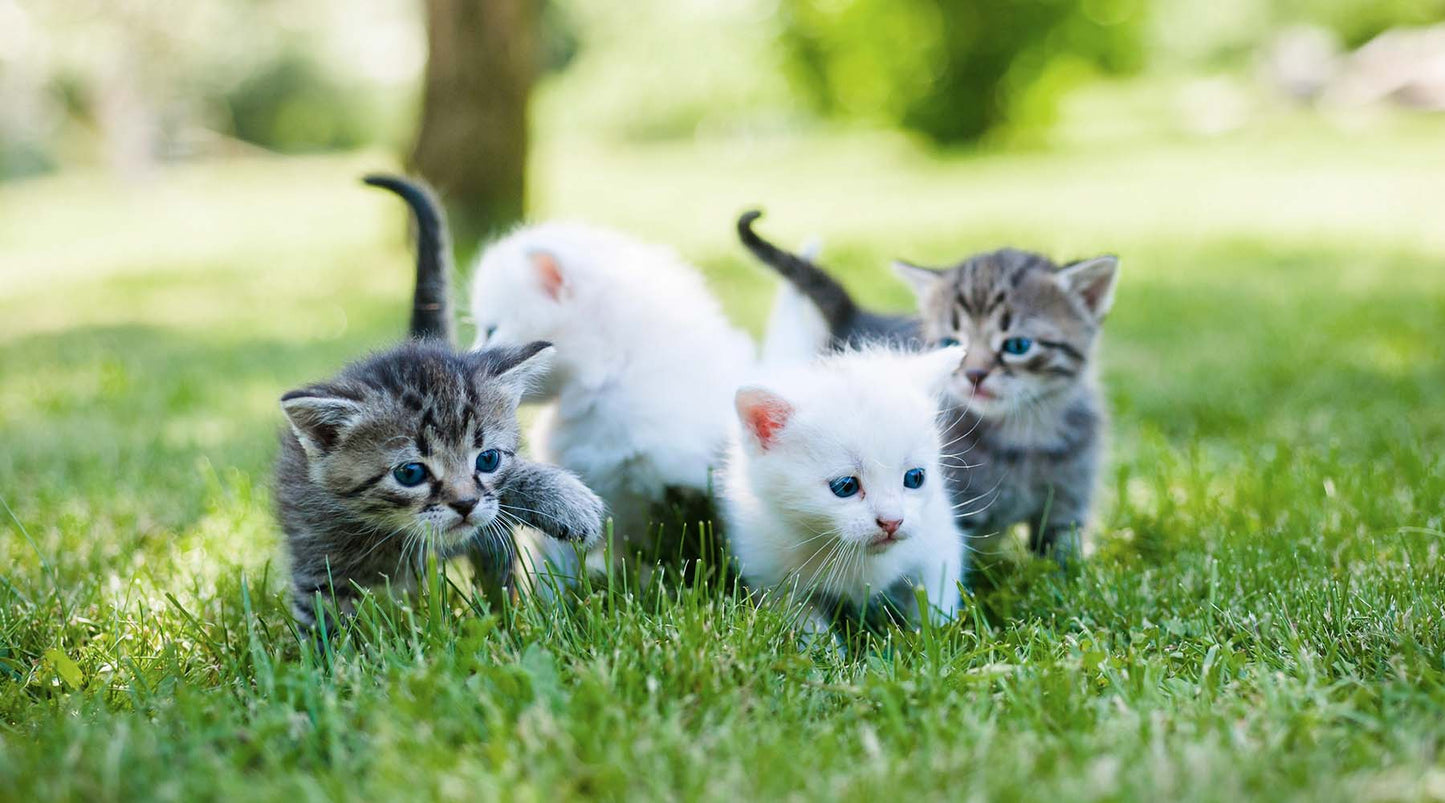 We’re heading to CatCon!
