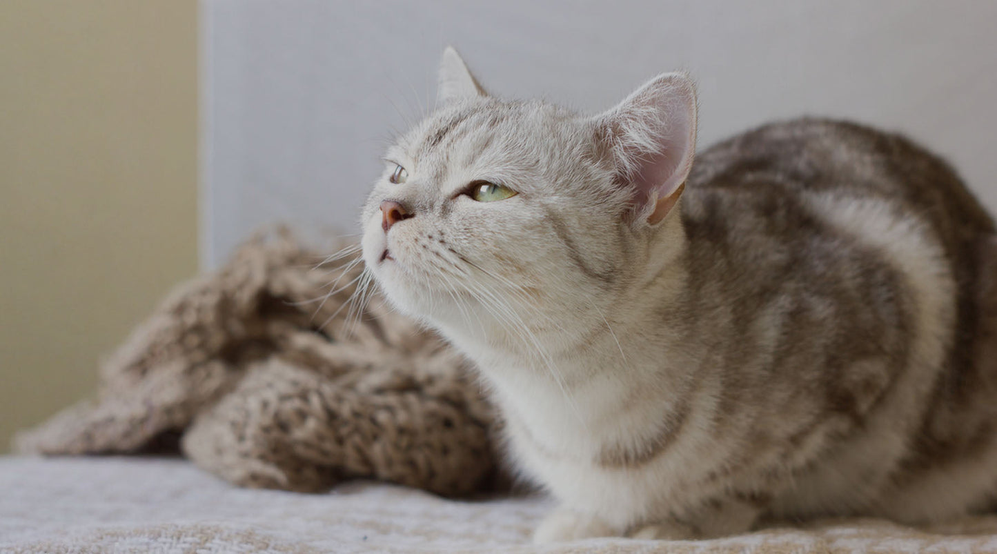Why Is My Cat Coughing? Common Causes Cat Owners Should Know