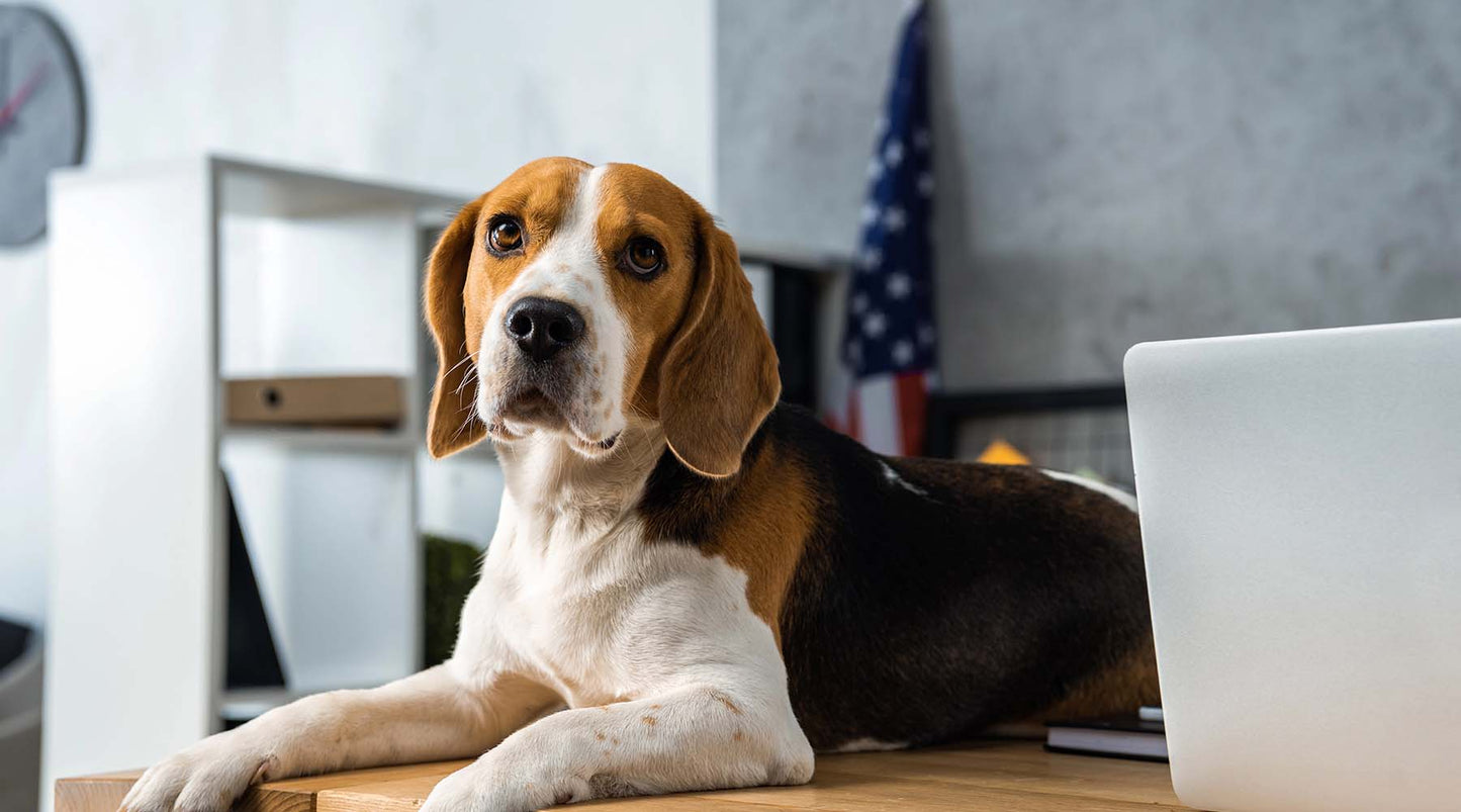 Bringing Fido to Work? Here’s How to Make It Stress-Free