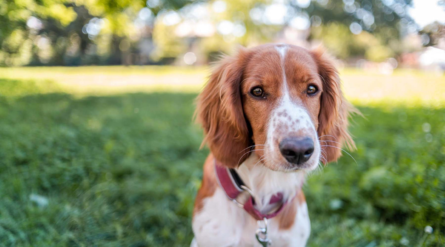 Could the End of Summer Trigger Separation Anxiety in Your Pet?