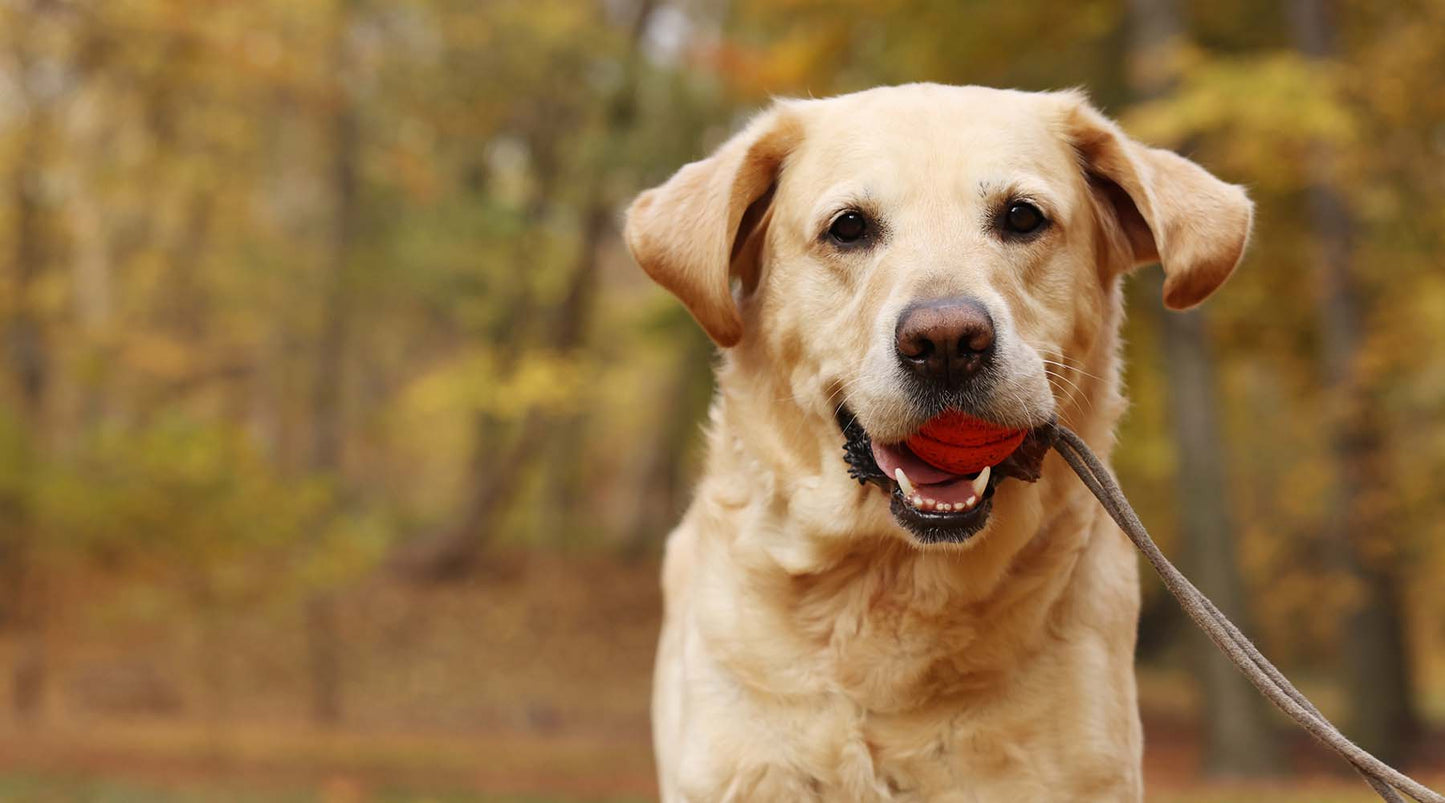 Seven things to look forward to this fall... if you're a dog or cat!