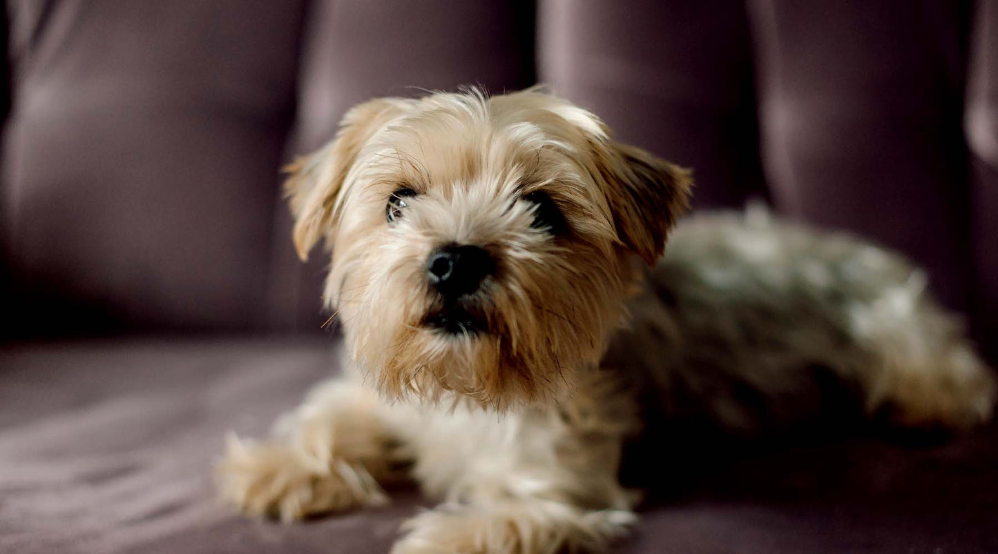 Fireworks – natural relief from fear, for your pet