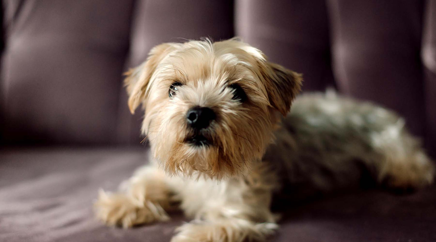 Fireworks – natural relief from fear, for your pet