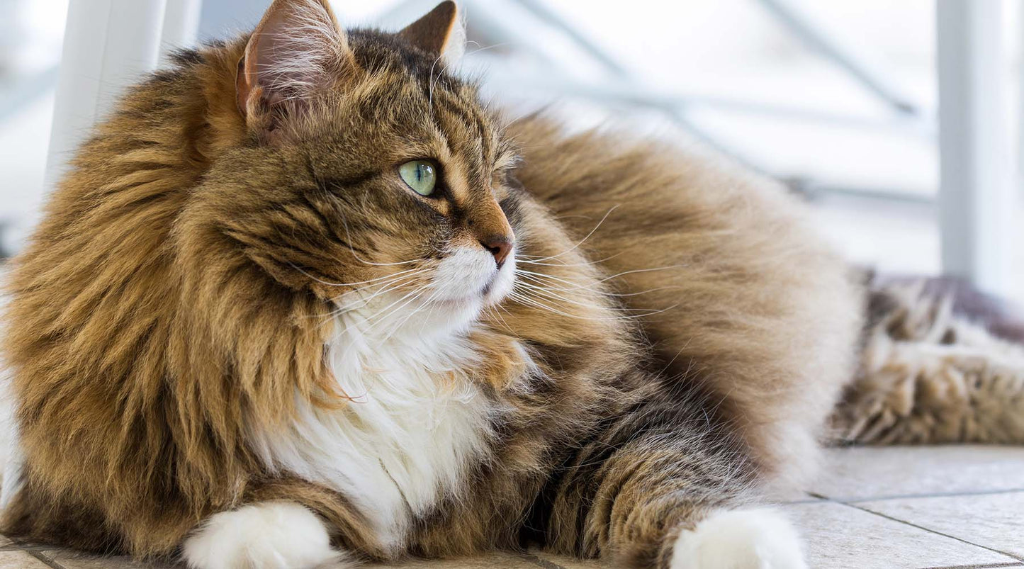 Hairball Awareness – There’s A Day For That!