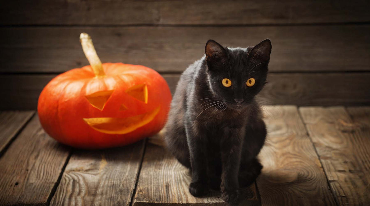 Five Top Tips To Keep Your Pet Safe This Halloween