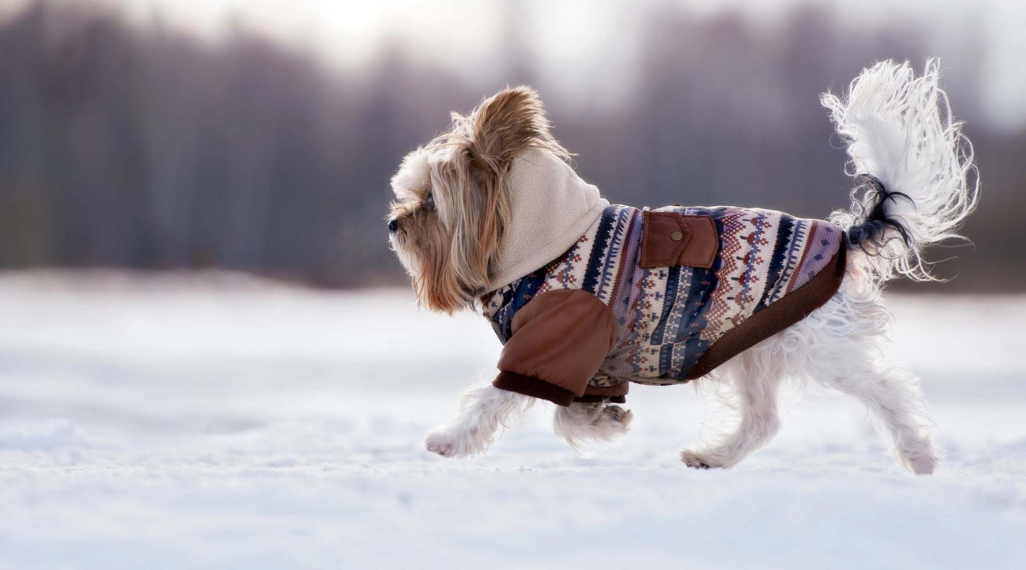 7 Tips for Holiday Travel with Your Pet