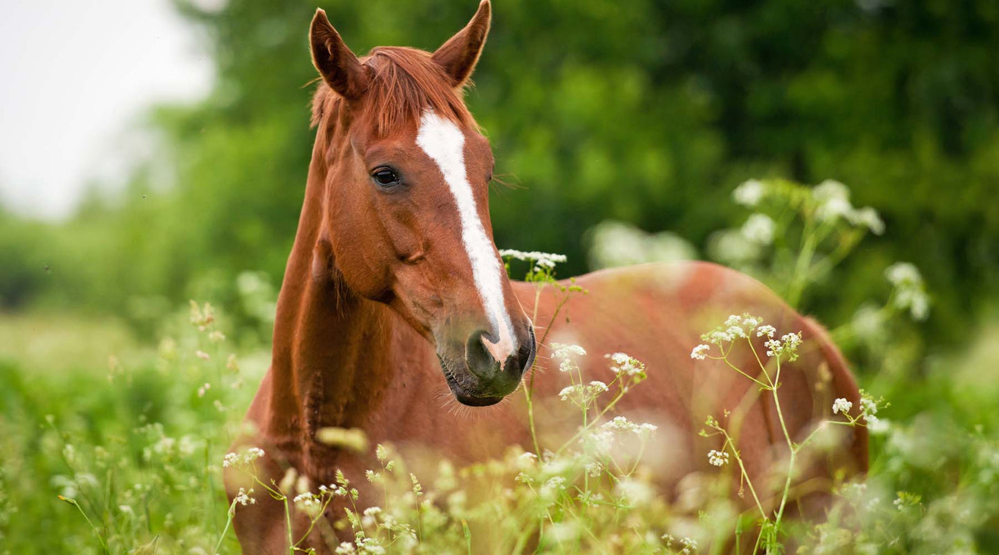 That Gut Feeling – Maintaining Digestive Health in Horses