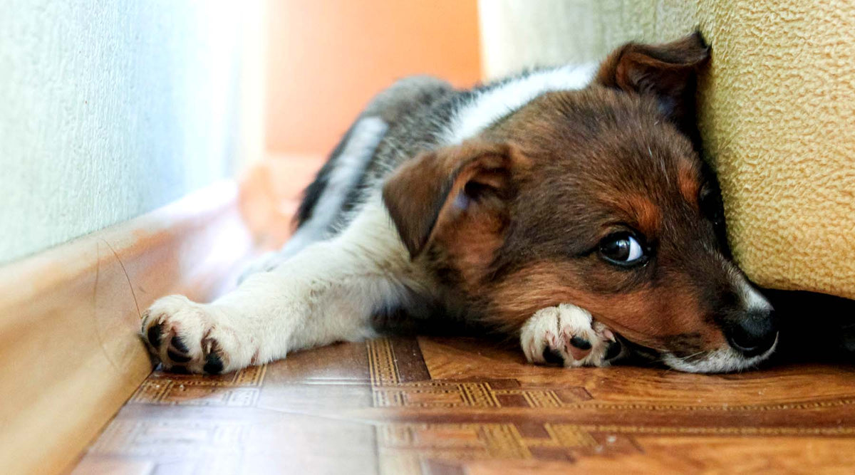 Noise phobia in dogs