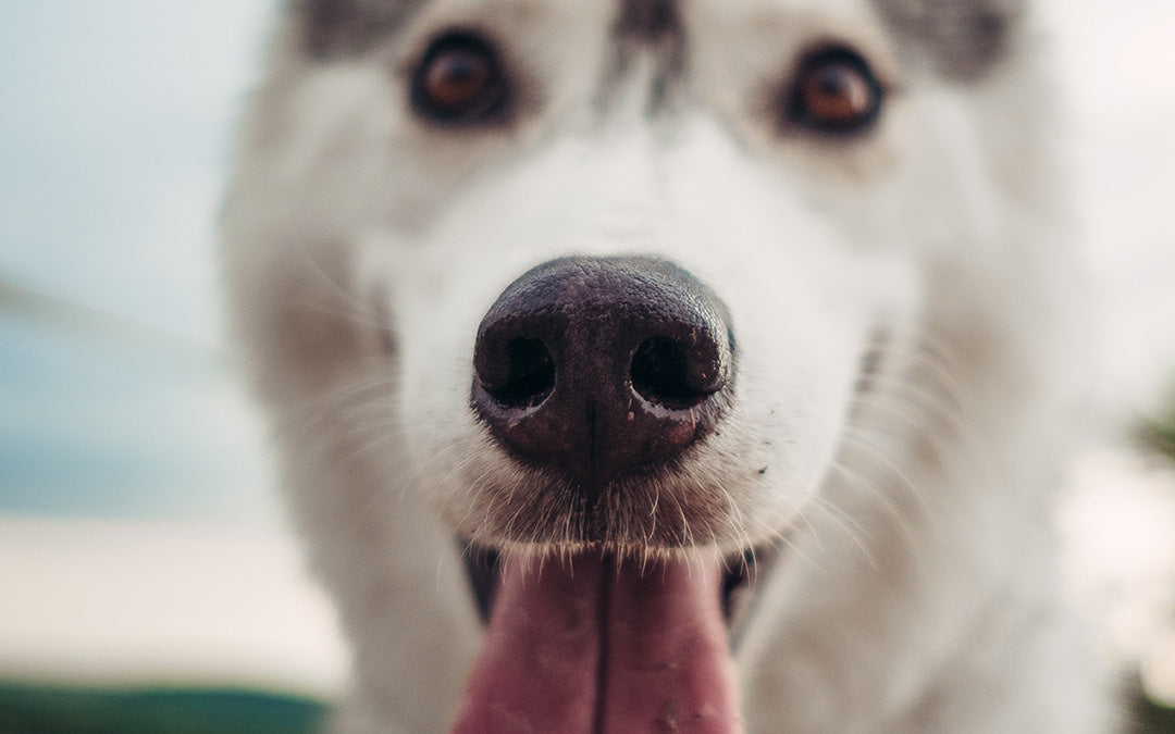 Animals with Jobs – Nose Jobs