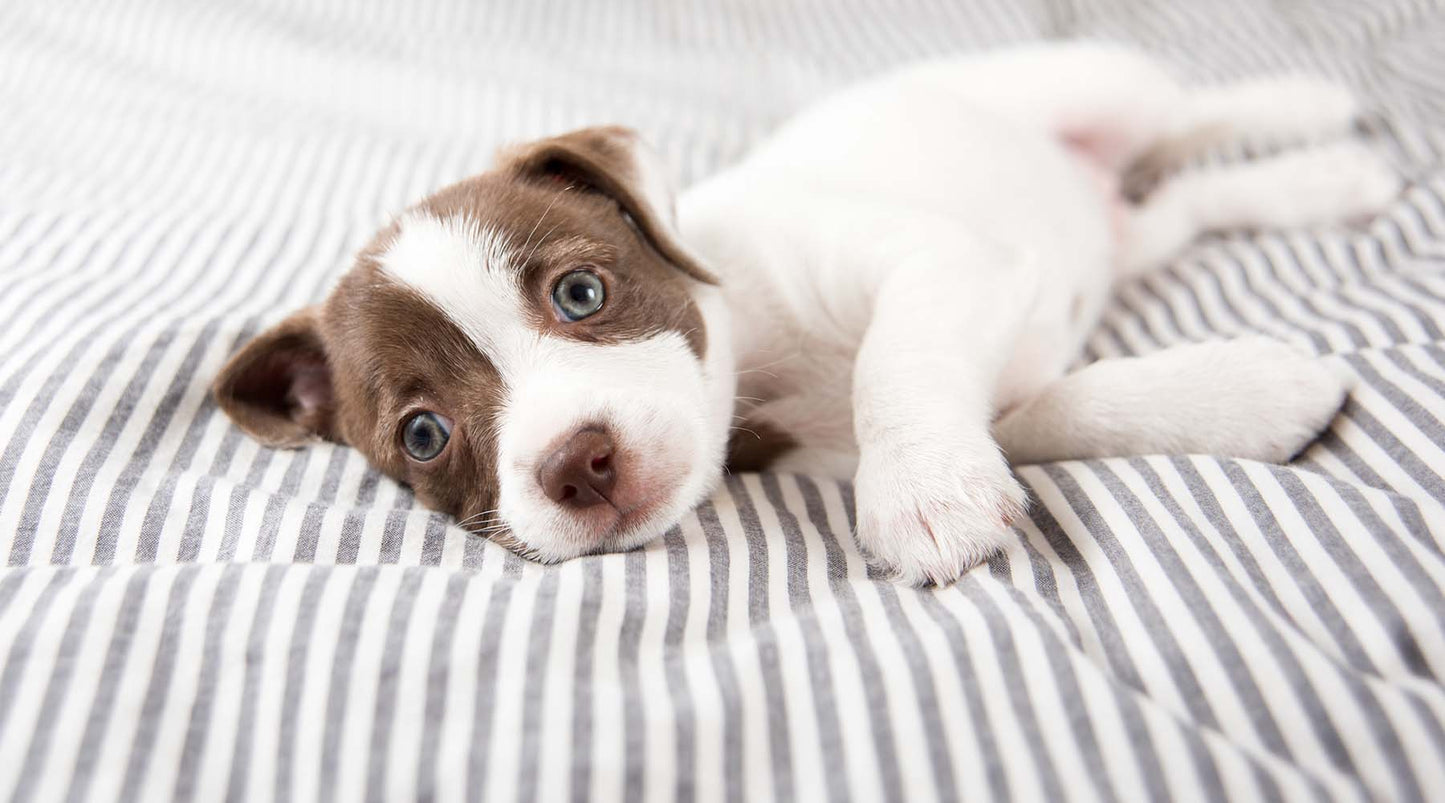 Pet First Aid Kit Essentials