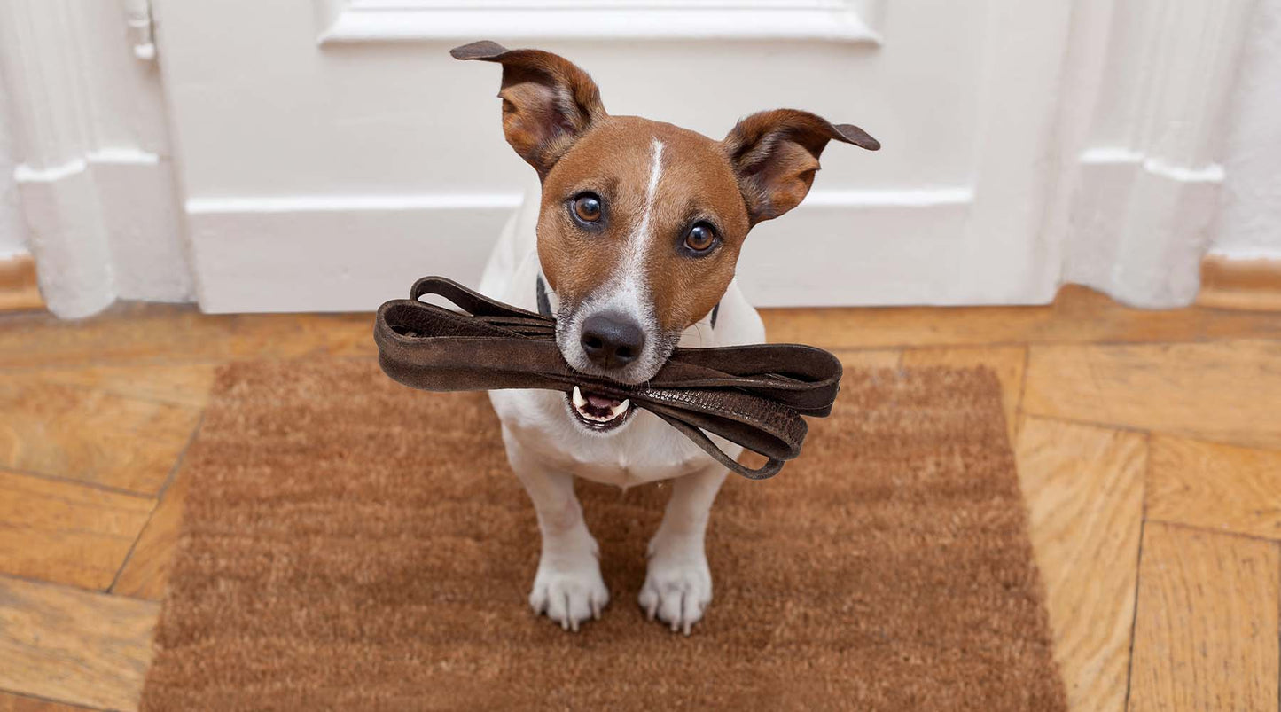 Pet Obesity II: How Exercise Is The Other Half Of The Problem [IG]