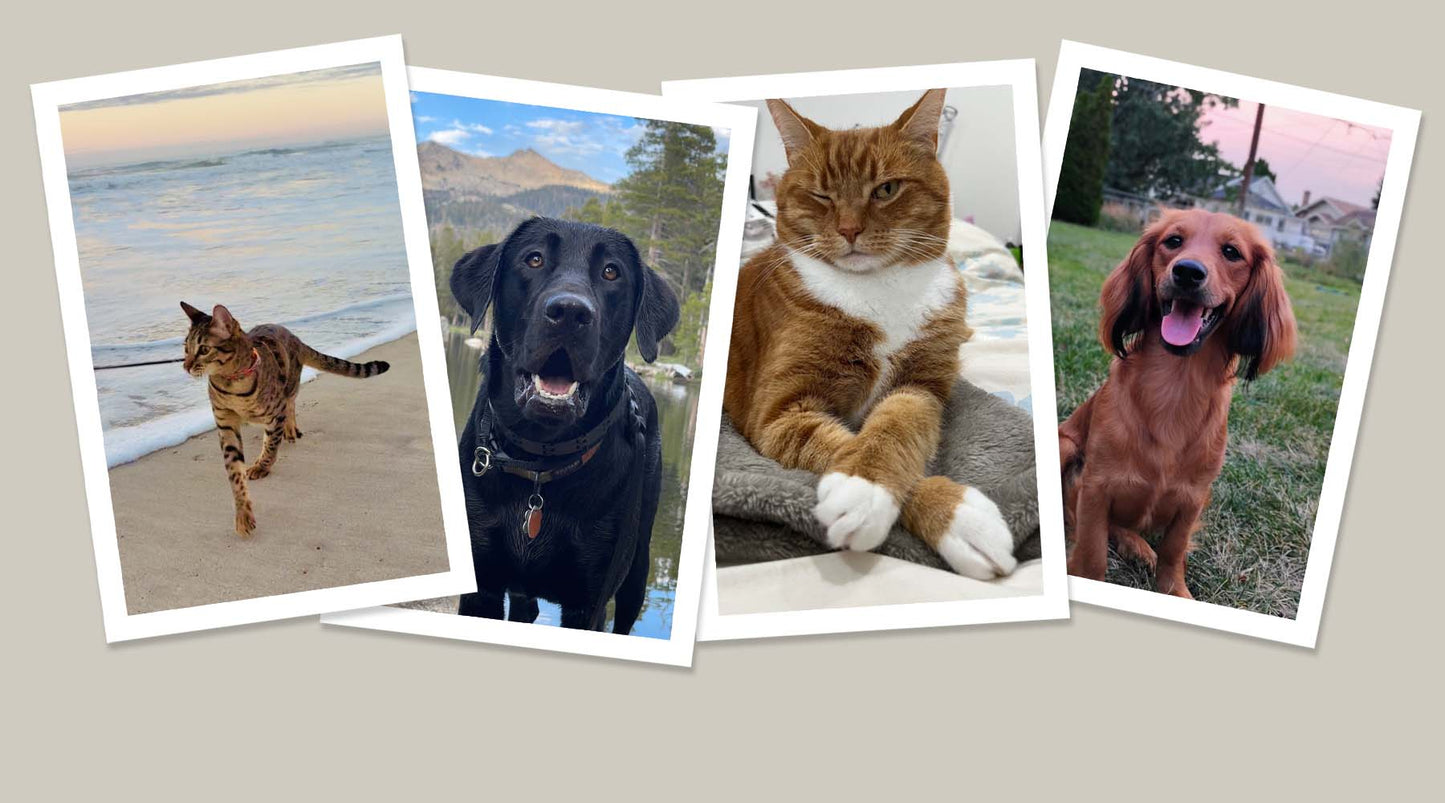 Pet Photo Contest Winner Announced!