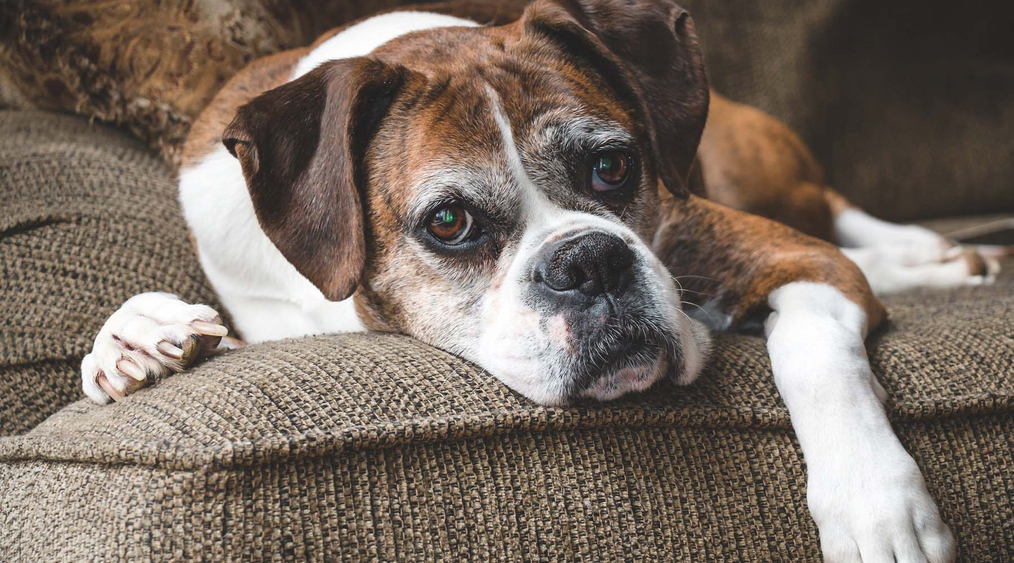 Caring for Your Aging Dog Naturally: A Gentle Approach to Their Golden Years