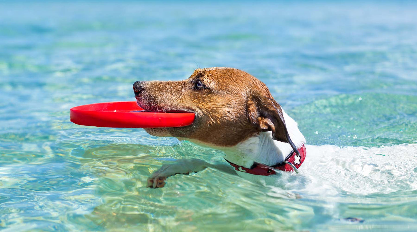 12 fun things to do with your dog before the end of summer