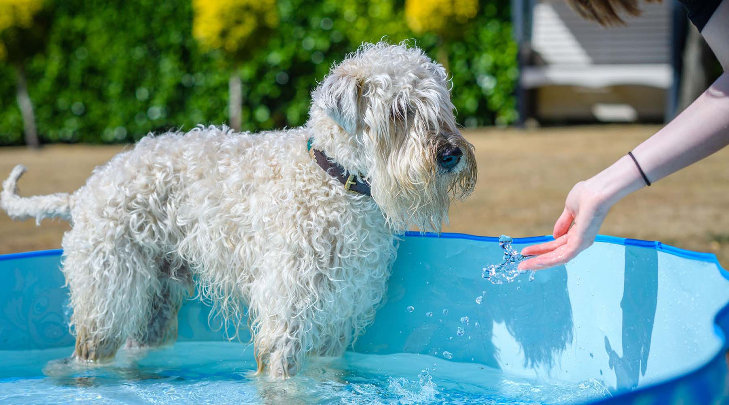 Caring For Pets In Hot Weather