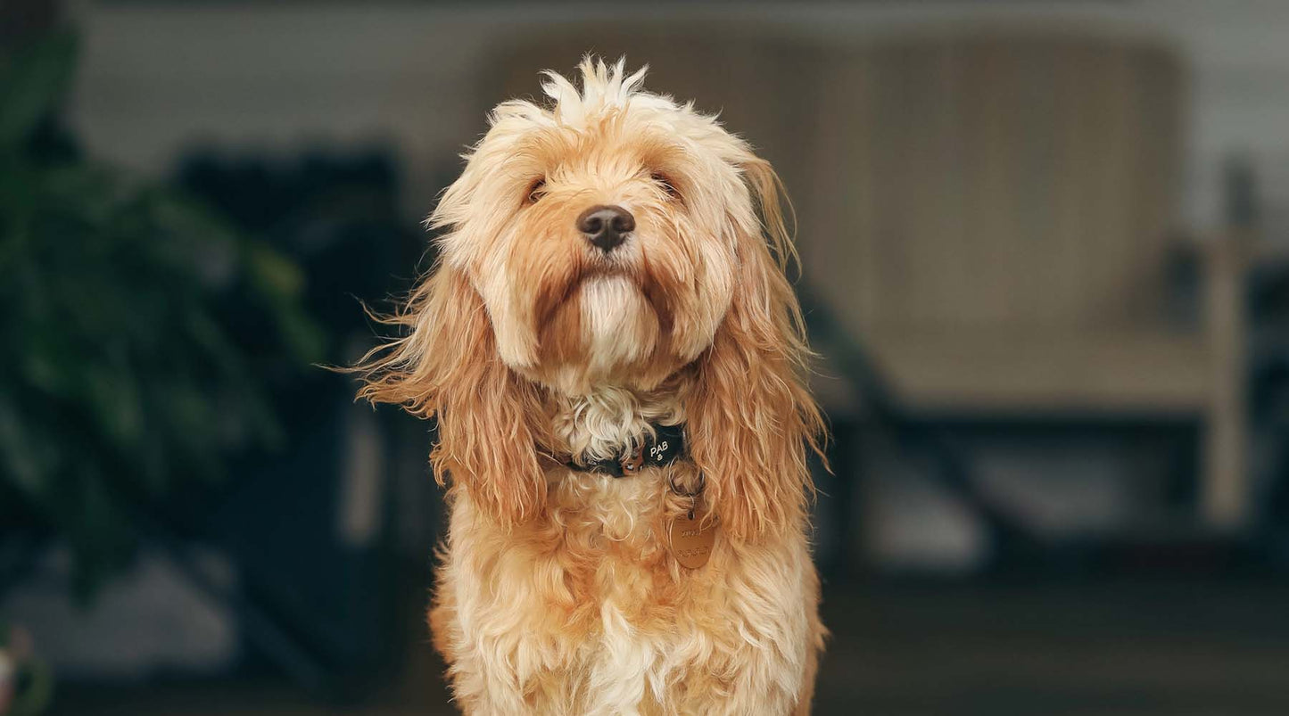 Summer storm anxiety in dogs: Tips for managing and comforting your furry friend