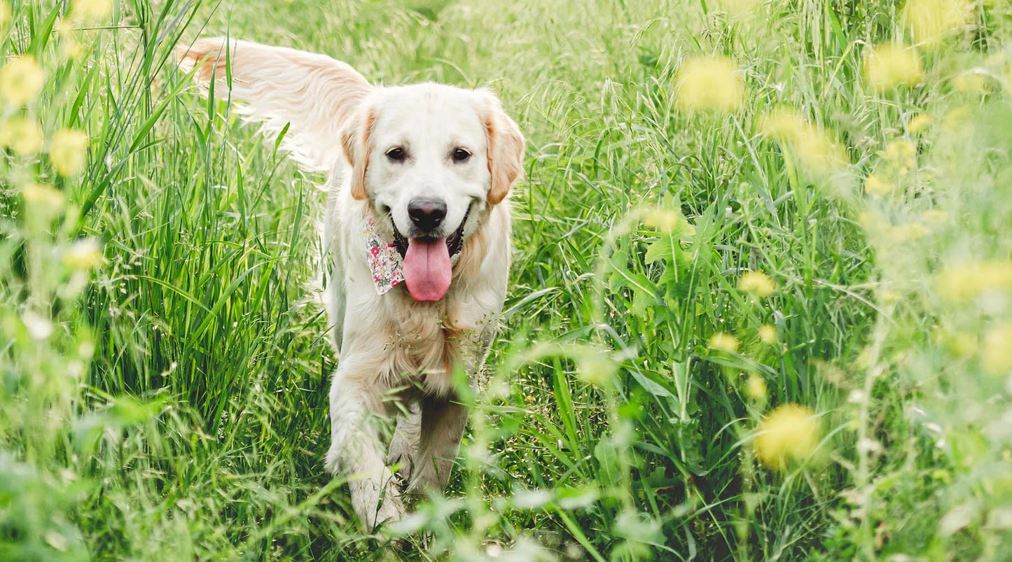 Ticks And Tricks – Our 5 Top Tips To Protect You And Your Dog From Ticks