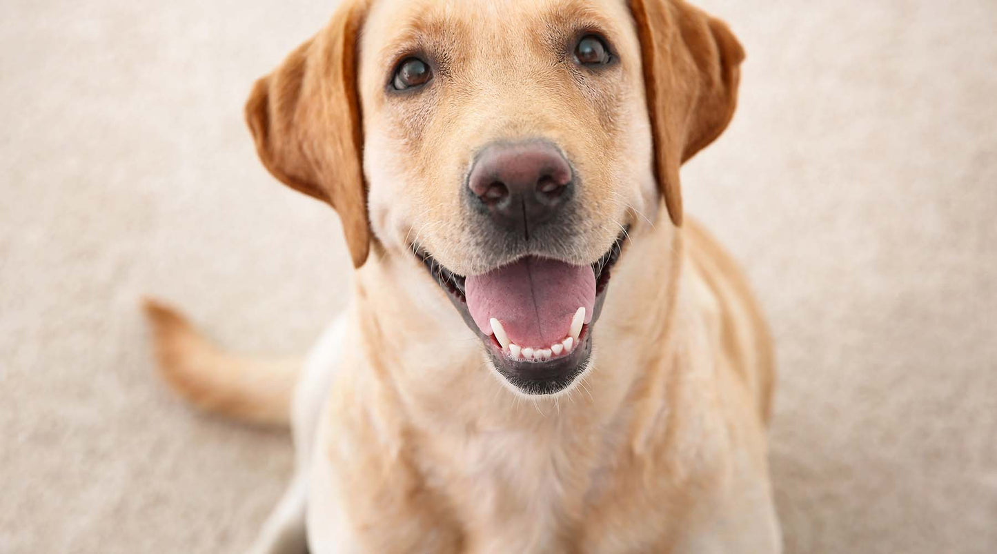 Let’s Talk About Your Pet’s Teeth!