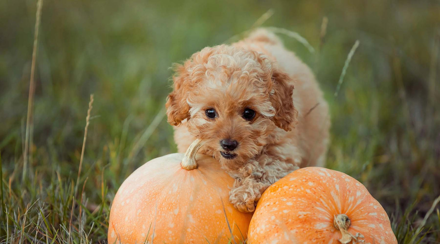 Tips For A Pet Safe Thanksgiving