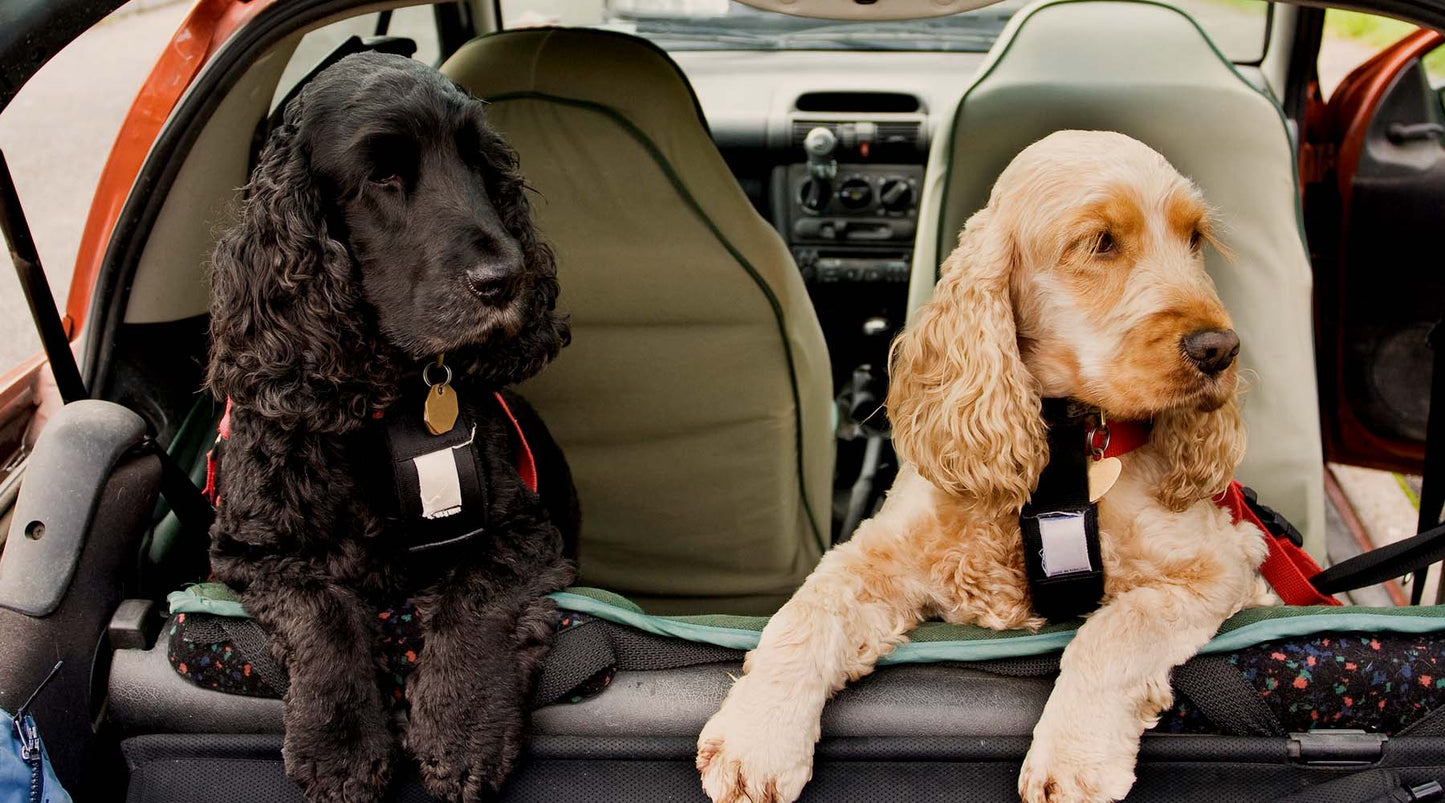 Travel Anxiety in pets – how to avoid the stress…and the mess!