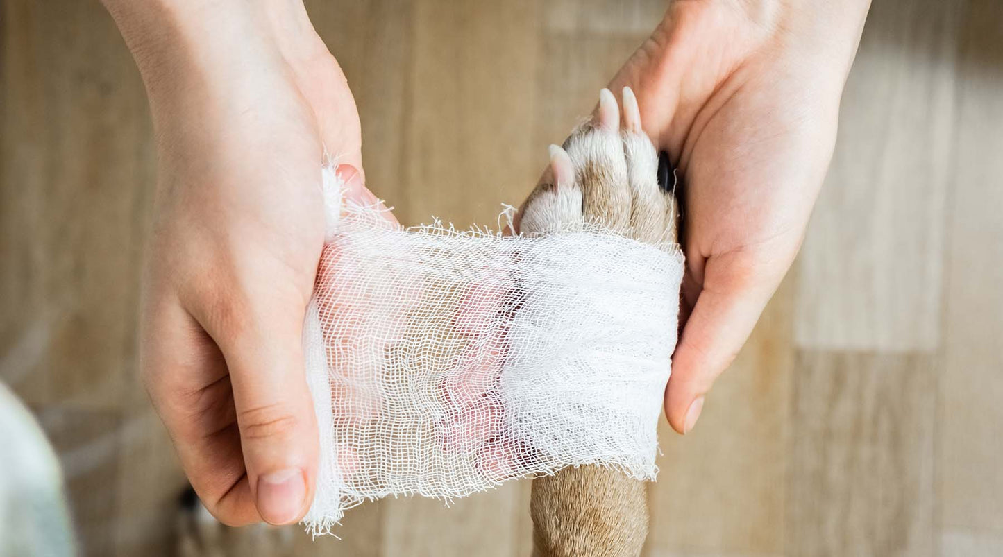 Treating Wounds In Pets
