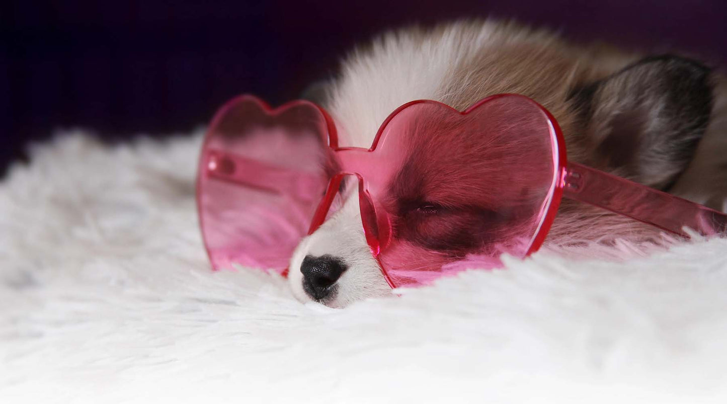 Ten reasons why your pet makes the ultimate Valentine’s Date