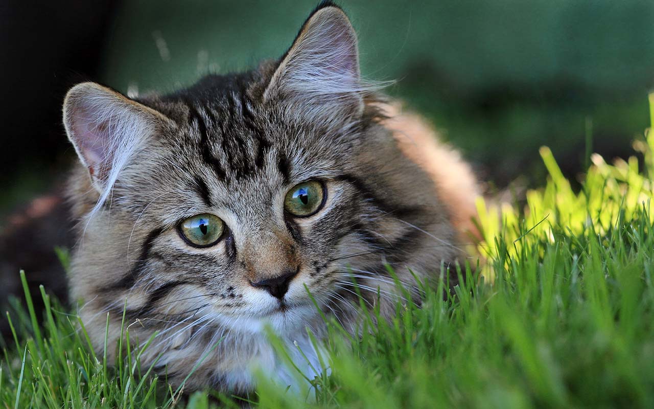Worming Your Cat – Is There A Natural Alternative?