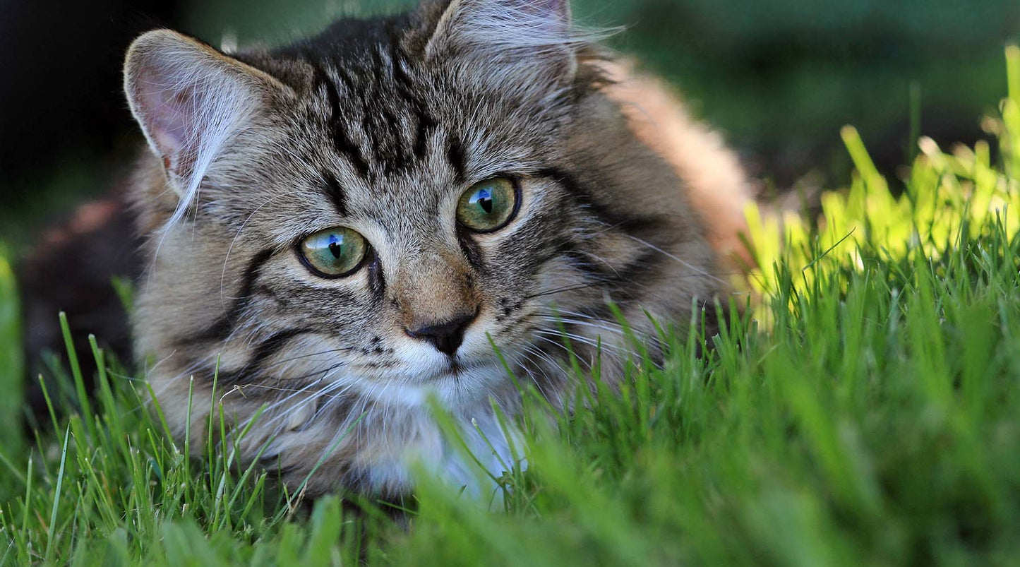 Worming Your Cat – Is There A Natural Alternative?