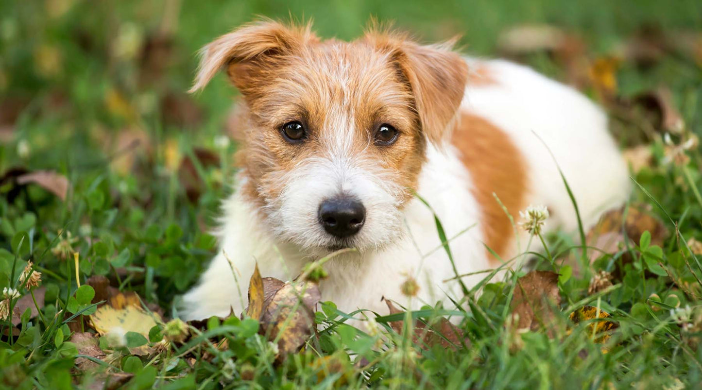 Worming your dog – is there a natural alternative?