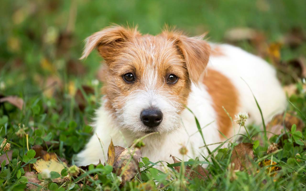 Worming your dog – is there a natural alternative?