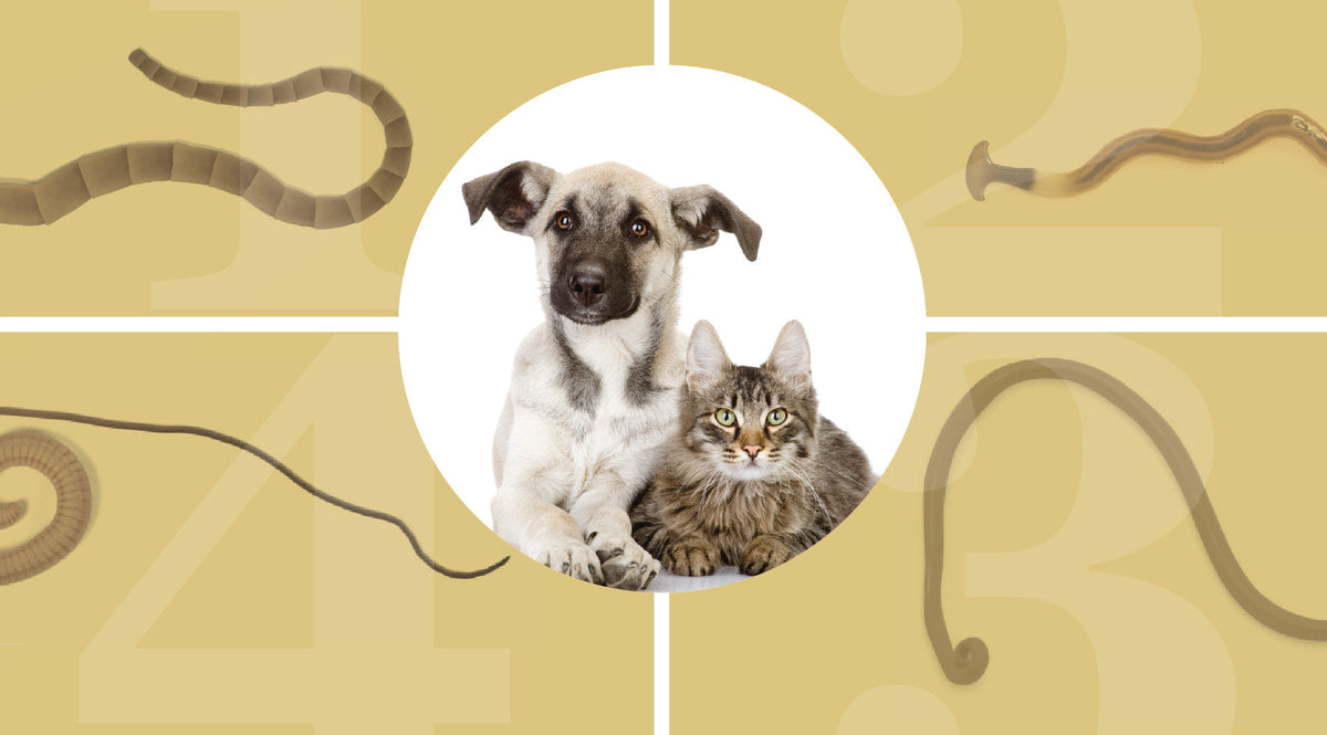 Worming Infographic