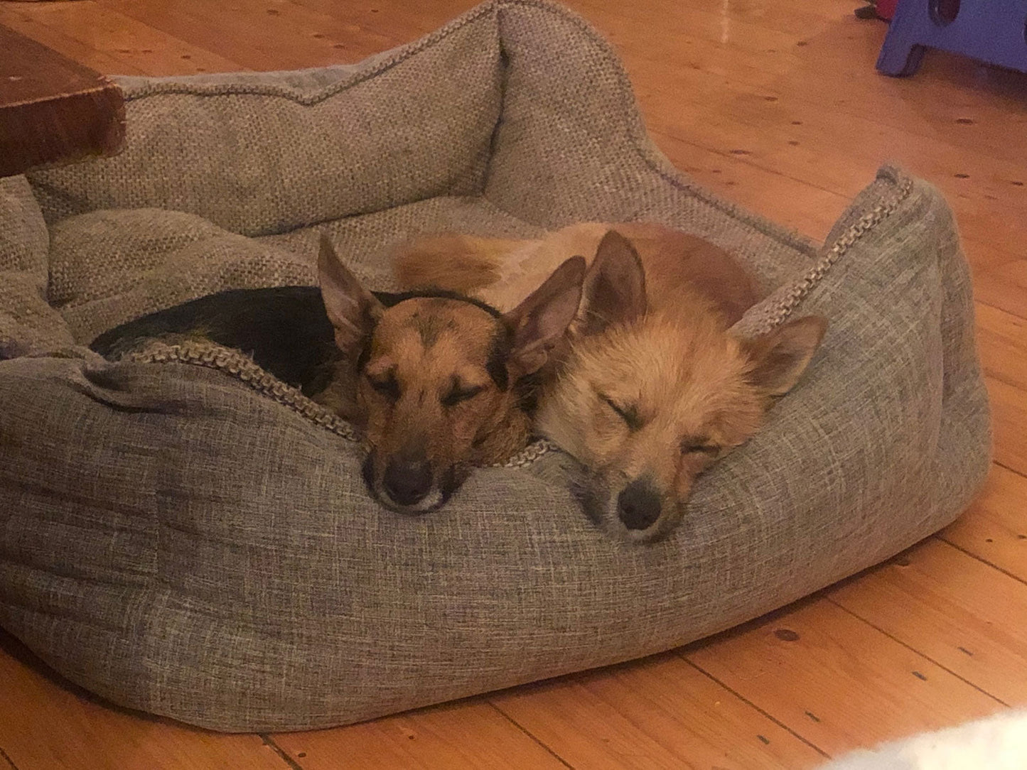 Meet Tiny and Charlie – two of Team HomeoPet’s Marvellous Mutts