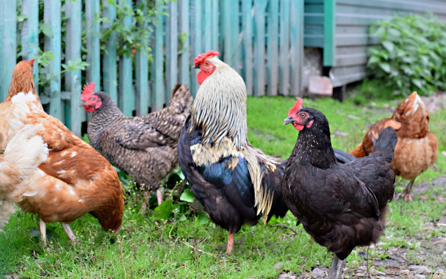 Raising chickens – the crucial steps to healthy flock