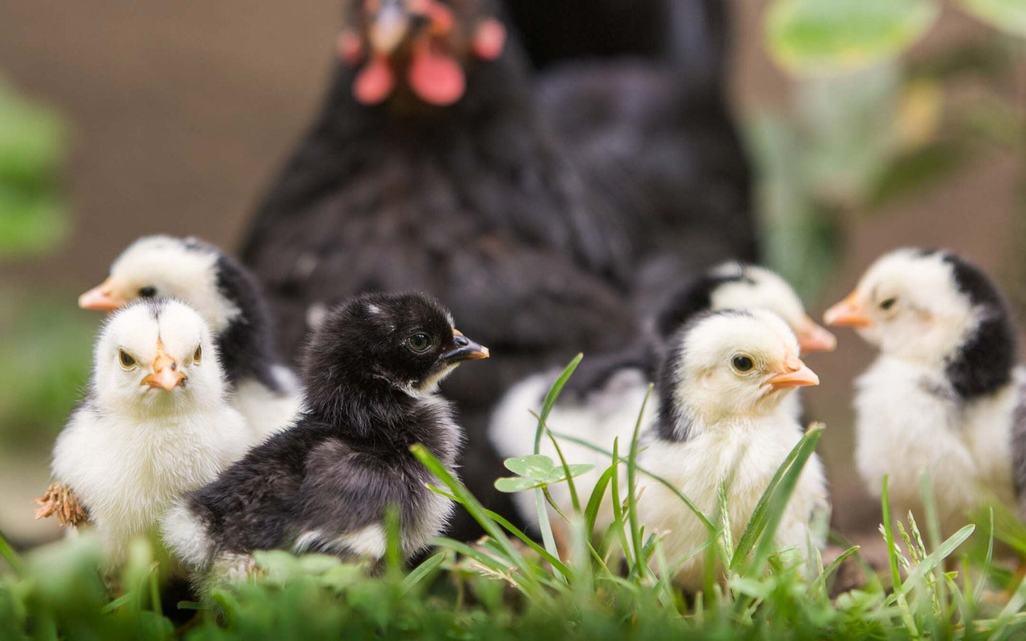 Fun facts about chickens