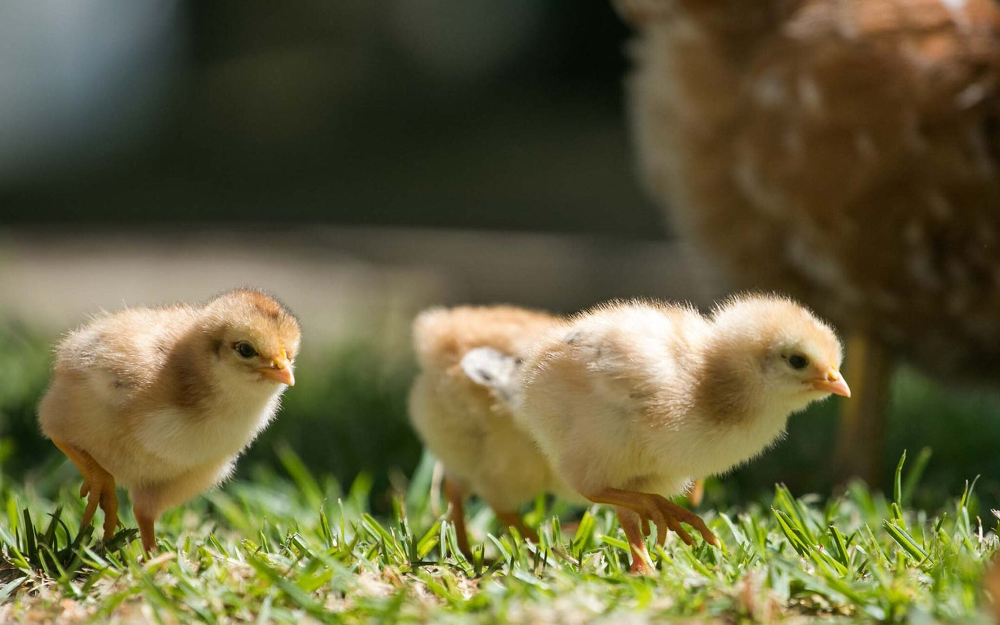 Raising Chickens – The first steps… location, location, location
