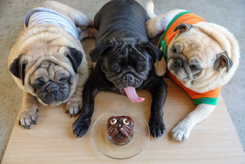 Chocolate: A Doggy Danger!